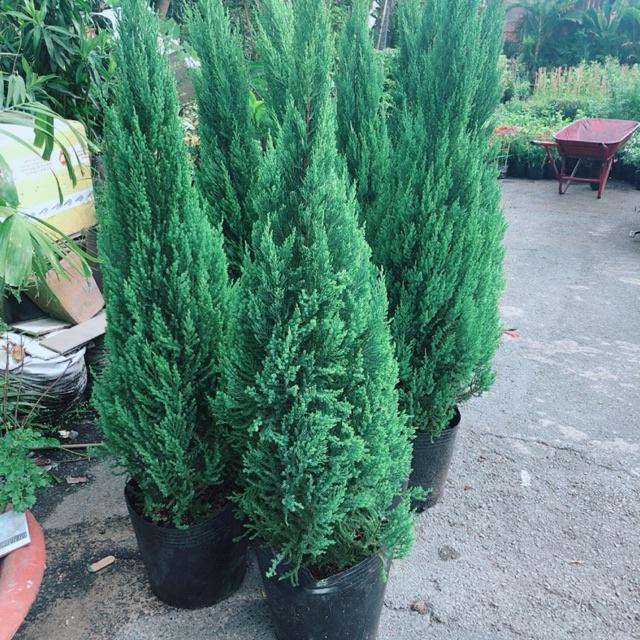 1 chậu CÂY SƠN TÙNG giống