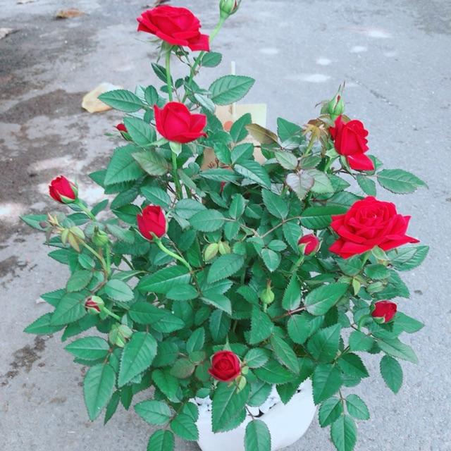 Chậu Hoa Hồng Có Hoa Sẵn