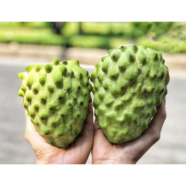 CÂY GIỐNG NA DỨA .