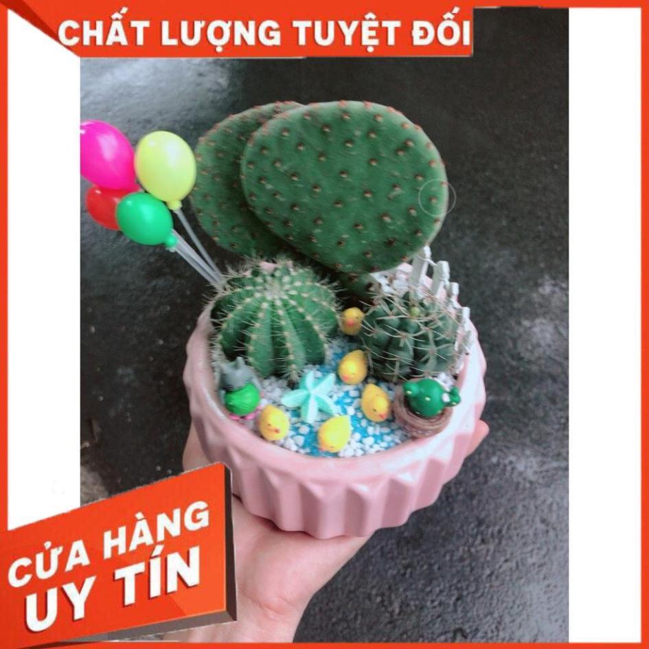 Chậu sen đá tiểu cảnh 24