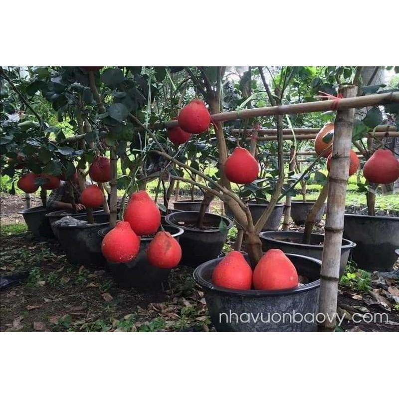 CÂY GIỐNG BƯỞI ĐỎ LUẬN VĂN