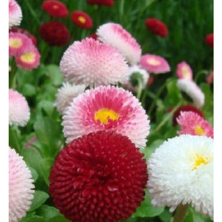 Hạt giống hoa cúc anh mix màu-gói 50 hạt