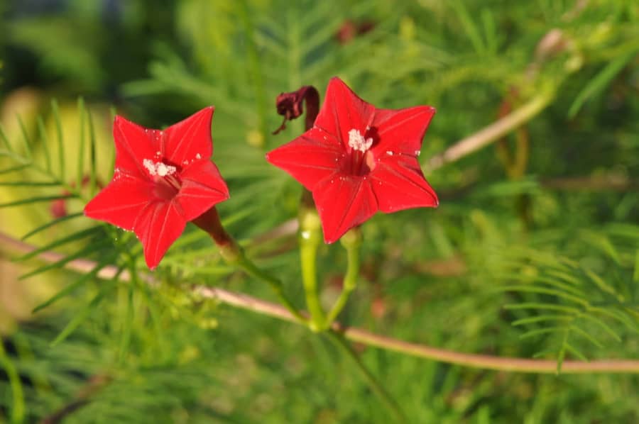1 Gói Hạt Giống Hoa Leo Tóc Tiên