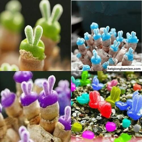 Combo 2 gói Hạt giống cỏ tai thỏ mix màu-gói 50 hạt/tặng kèm gói phân bón lót