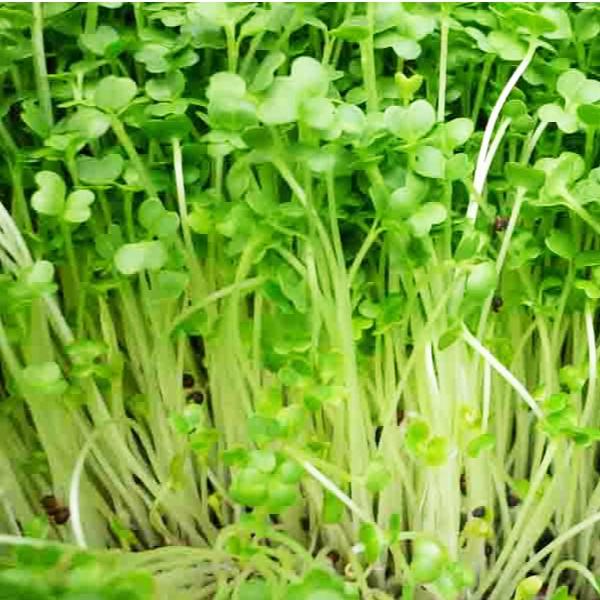 Hạt Giống Rau Mầm Củ Cải Trắng Rado 01 - NON GMO- Hạt giống Rạng Đông, Chất lượng vượt trội !