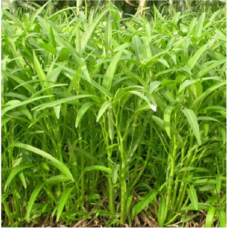 Hạt Giống Rau Muống Cao Sản Lá Tre - 1kg