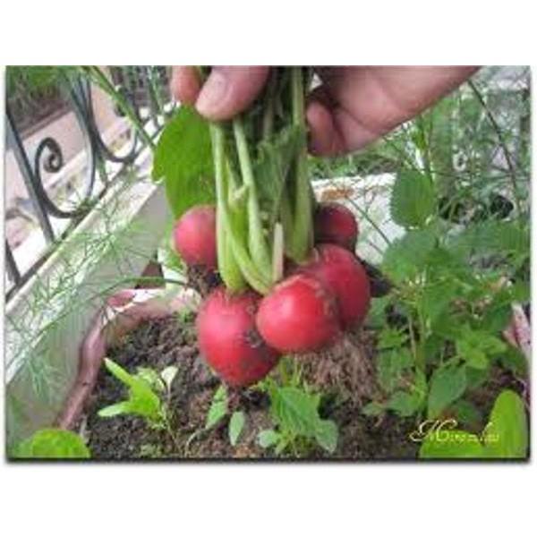 Hạt giống CỦ CẢI ĐỎ CHERRY, CỦ CẢI ĐỎ MINI, CỦ CẢI ĐỎ BABY chịu nhiệt dễ trồng