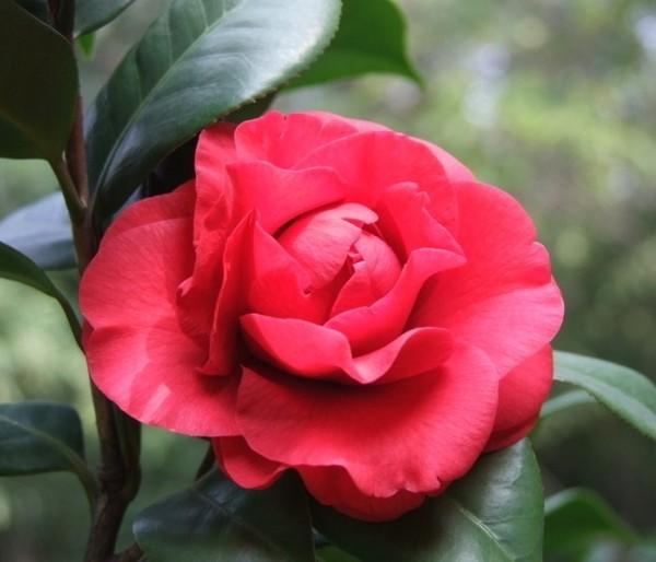 CÂY HOA TRÀ MY TỨ QUÝ - RA HOA QUANH NĂM - CÂY GIỐNG SIÊU ĐẸP, GỬI ĐI NGUYÊN BẦU