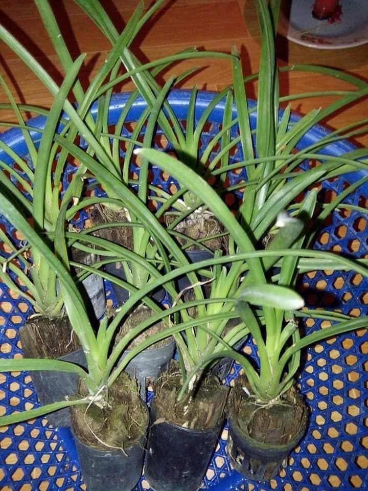 Hoa lan kiếm, Lan Kiếm đỏ