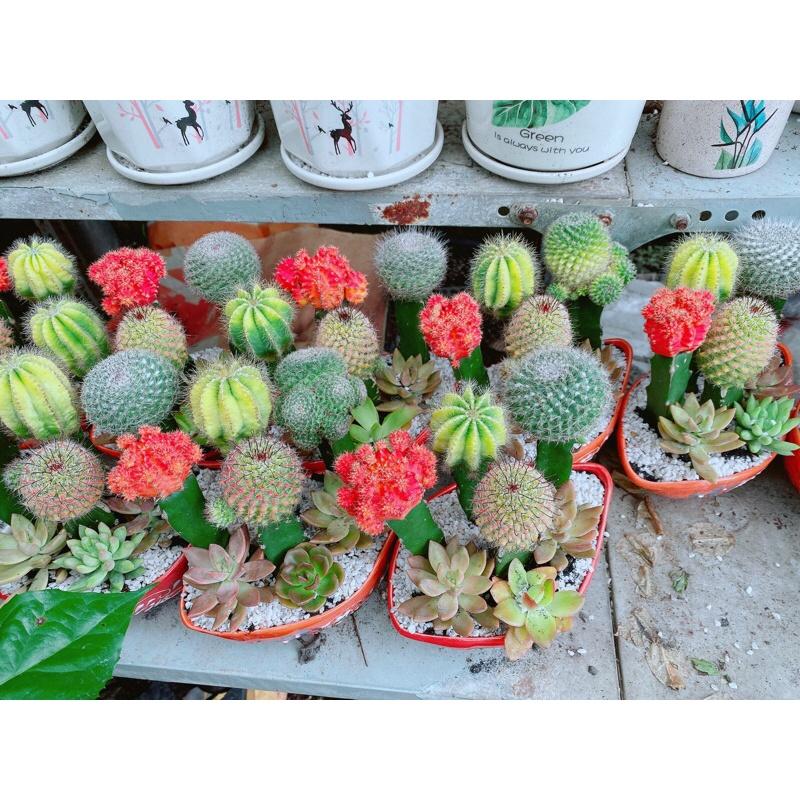 Chậu Xương Rồng Tiểu Cảnh