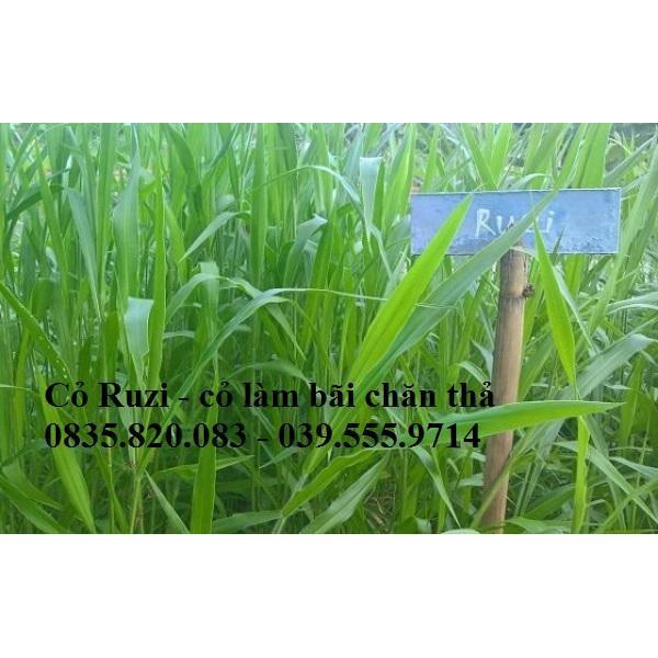 Hạt giống cỏ Ruzi - Cỏ chịu dẫm đạp - Hạt Giống Cỏ Chăn Nuôi Trâu-bò-dê-cừu-cá