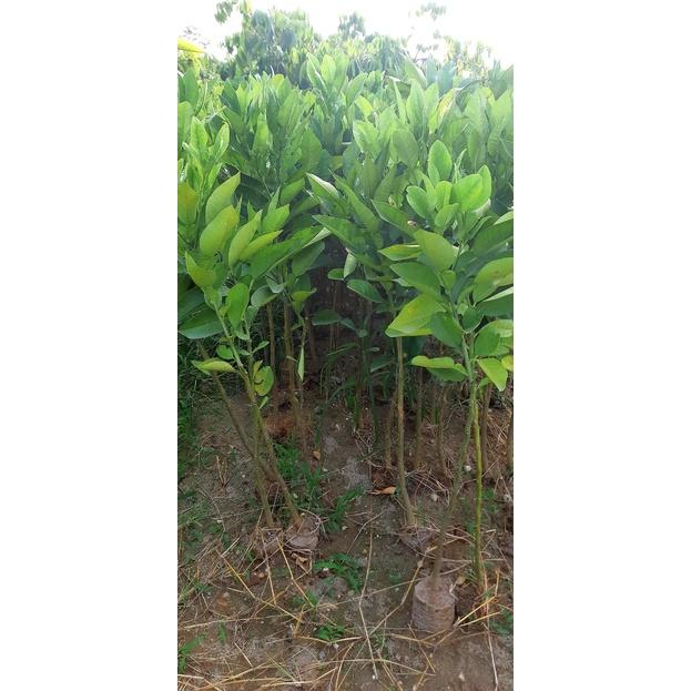 Cây Giống Bưởi Diễn
