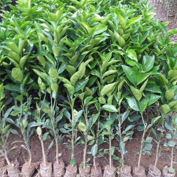 CÂY GIỐNG CAM TRỒNG CHẬU. .