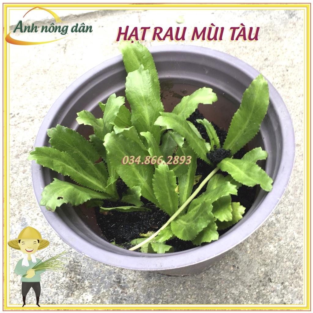 Gói 5gr Hạt giống rau ngò gai dễ chăm sóc, trồng quanh năm