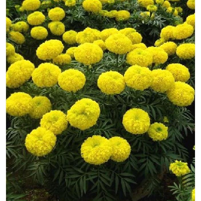 Hạt giống hoa vạn thọ mỹ màu vàng-gói 50 hạt
