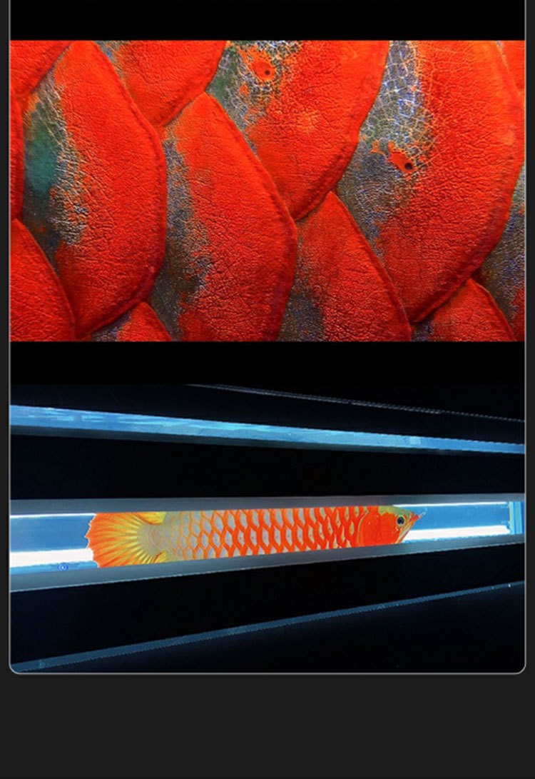 Máng đèn chuyên dụng MAYIN Tanning cá rồng !!!!!