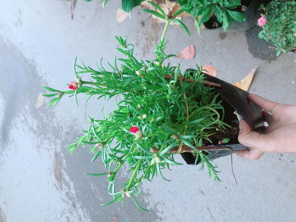 Hoa Mười Giờ