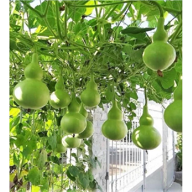 Hạt giống quả bầu hồ lô cao sản F1 - 1 gói 10 hạt