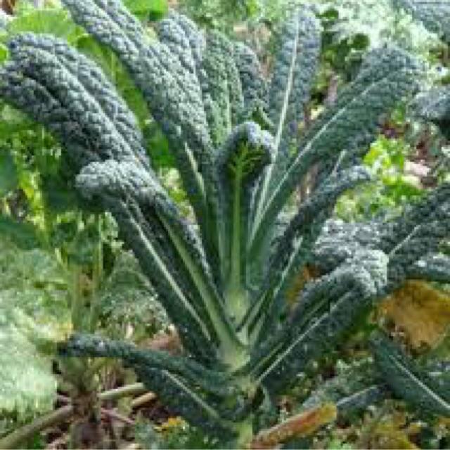 HẠT GIỐNG CẢI XANH KALE