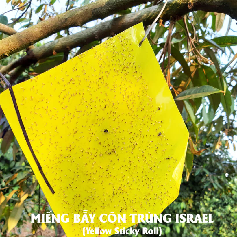 Miếng Dính Vàng Bẫy Côn Trùng Israel - Sticky Yellow Roll dùng bẫy các loại Côn Trùng Bay ngây hại rau sạch như Ruồi, Bọ Phấn, Bọ Trĩ, Bướm và côn trùng khác...