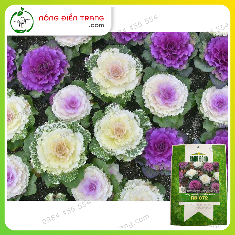 Hạt Giống Hoa Bắp Cải Nhiều Màu Rạng Đông - Gói 30mg - Sinh trưởng mạnh, kháng bệnh tốt VTNN Nông Điền Trang