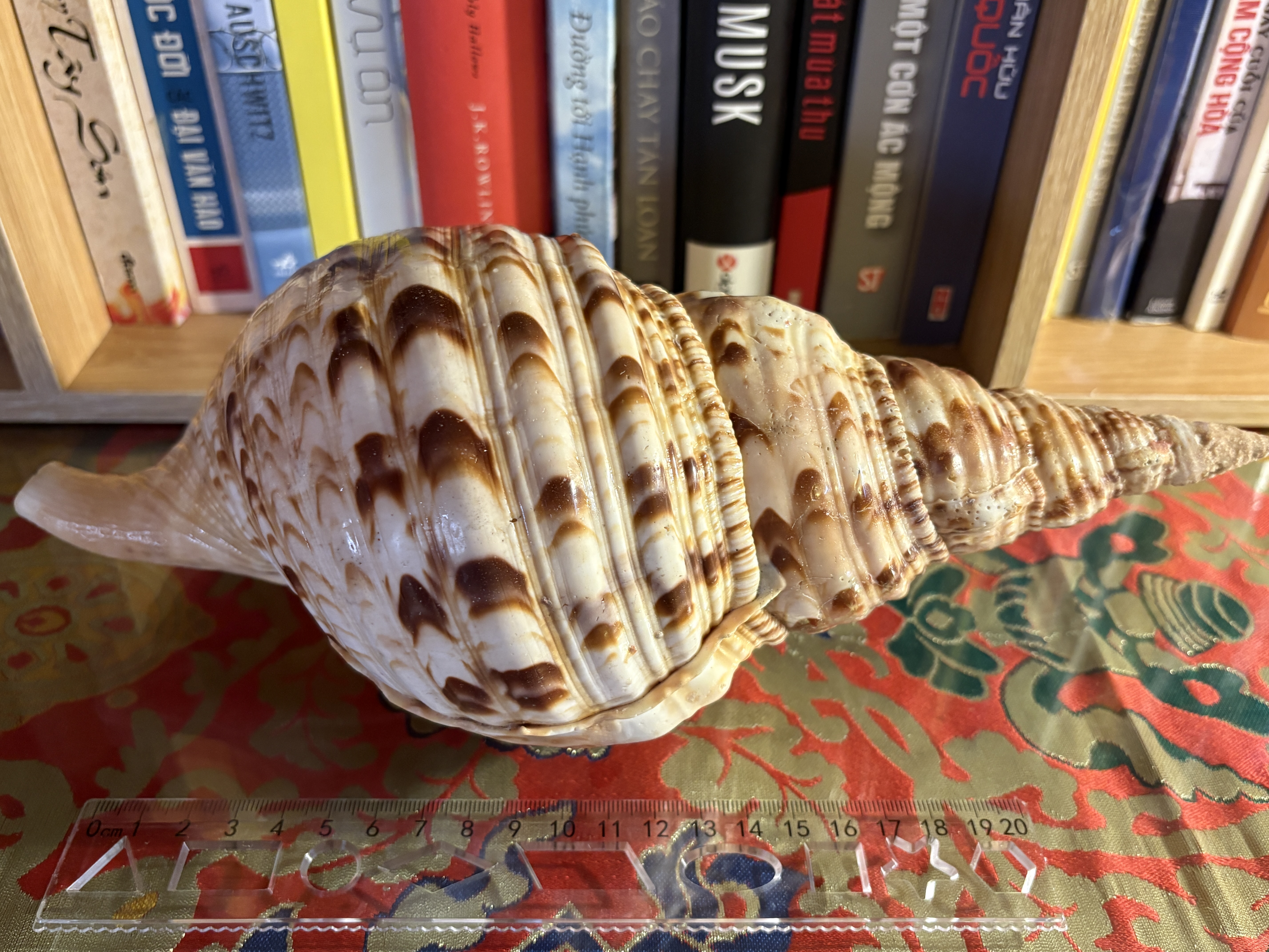 Vỏ ốc Hoàng Hậu