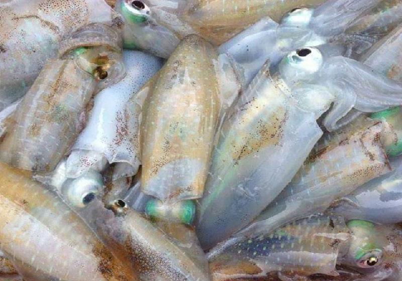 Đầu mực lá đại dương - 1kg
