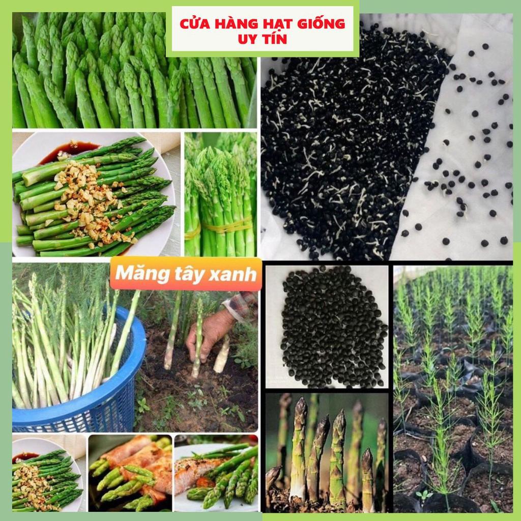 Hạt giống măng tây F1 dễ trồng thu hoạch quanh năm 3 loại cửa hàng hạt giống uy tín