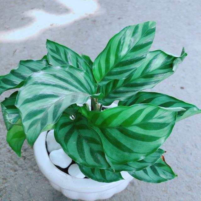 Chậu Đuôi Công Xanh