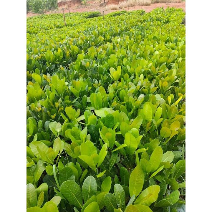 CÂY GIỐNG ĐIỀU ĐỎ