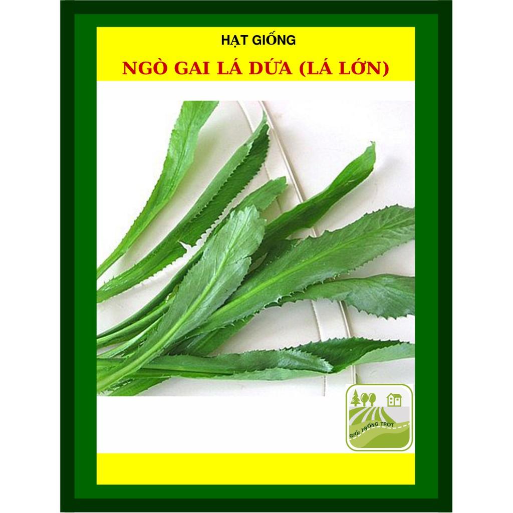 20 gram - Hạt Giống Ngò Gai Lá Lớn (Rau Mùi Tàu)