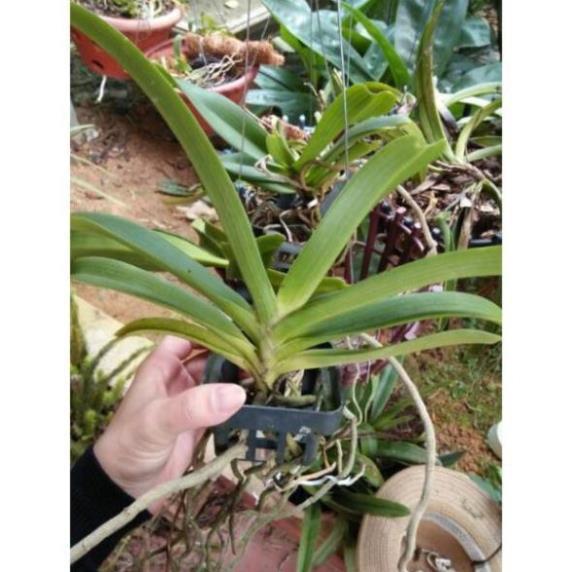 Hoa phong lan nghinh xuân hoa tết+ 700g phân thỏ hữu cơ ki mập khỏe ấm chậu