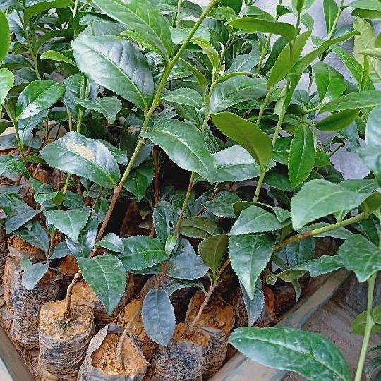 Combo 5 Cây giống chè xanh thái nguyên