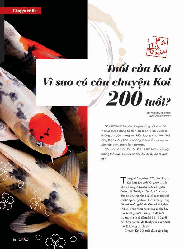 Cá Koi - Tập 8