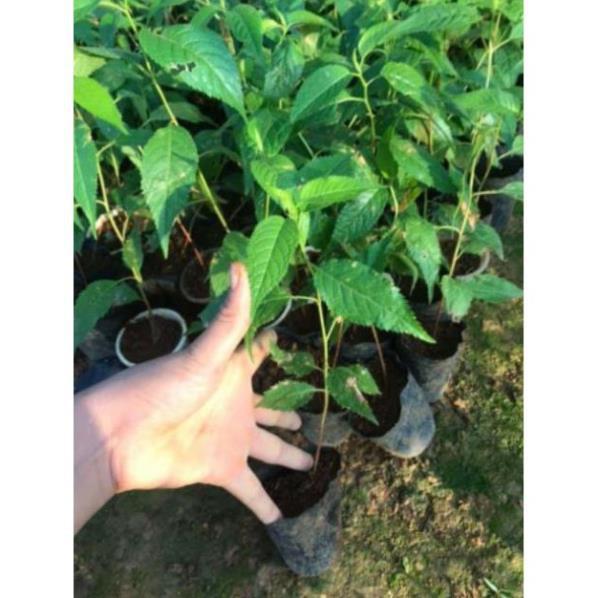 Cây giống HOA ANH ĐÀO