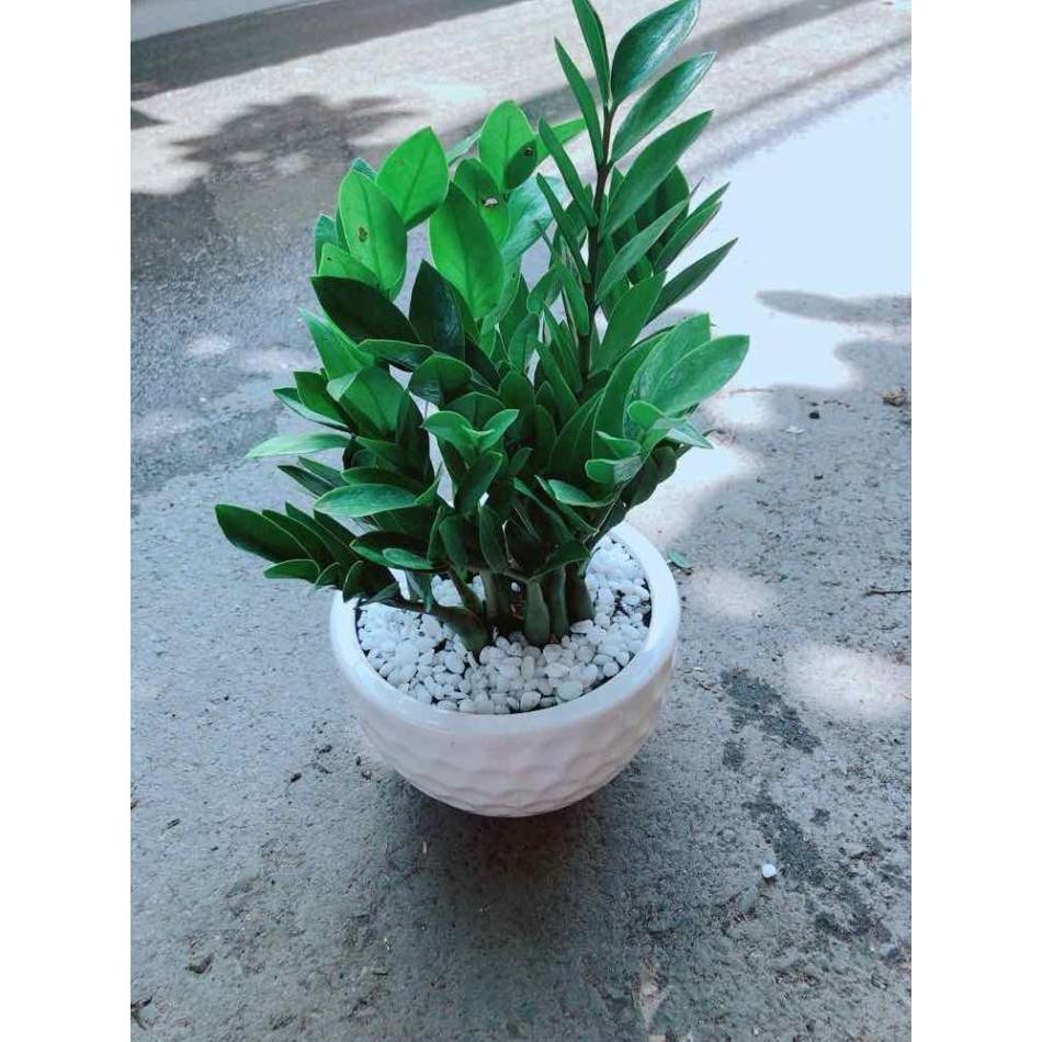 Chậu Kim Tiền Bán Chạy