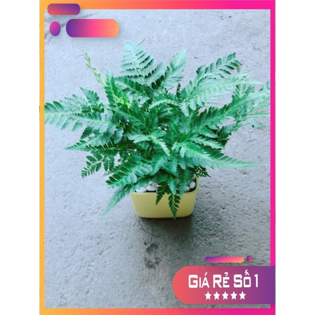 Chậu Cây Dương Sỉ Kiểng