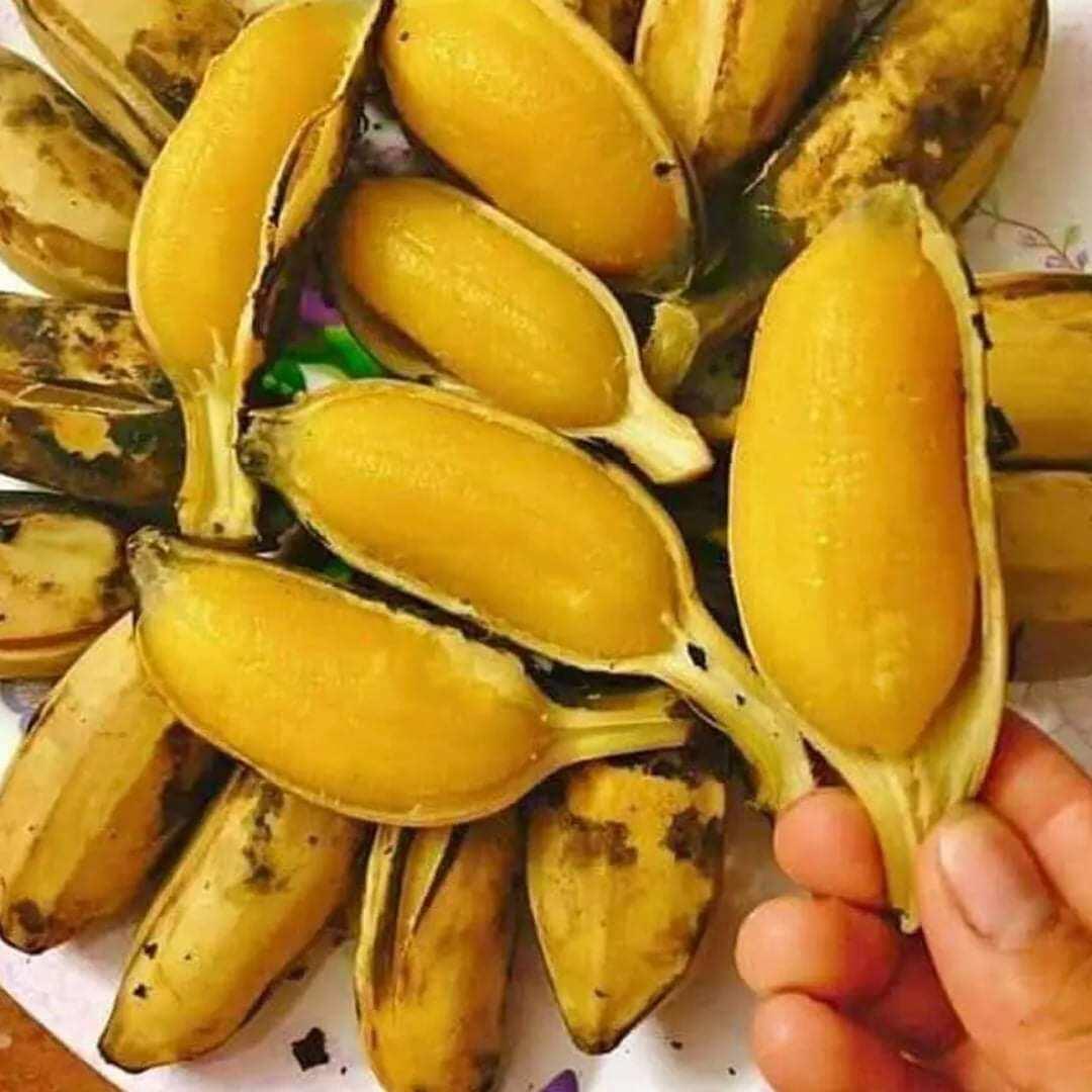 CÂY GIỐNG CHUỐI SÁP NGHỆ MITAS