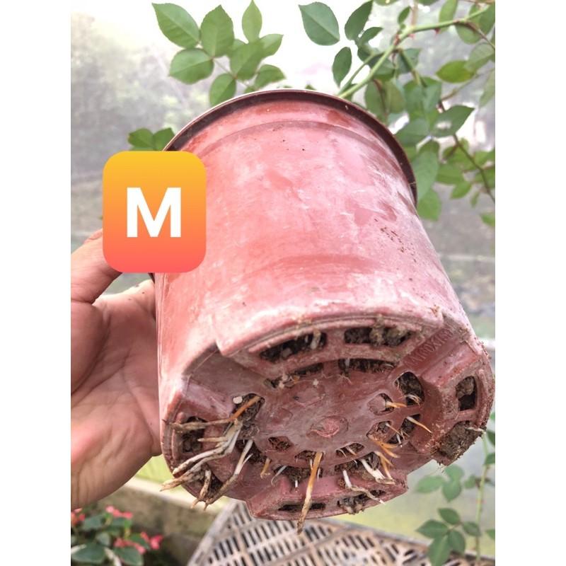 Hoa hồng cổ Sapa cây nguyên bản