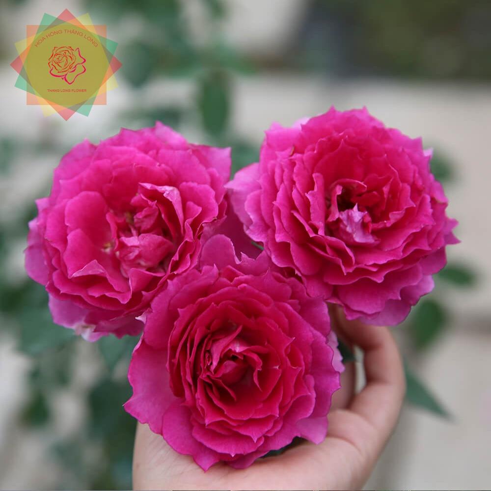 Cây hoa hồng ngoại Sheherazad Nhật hồng tím siêu thơm -bầu to lớn, cây trưởng thành trưởng thành