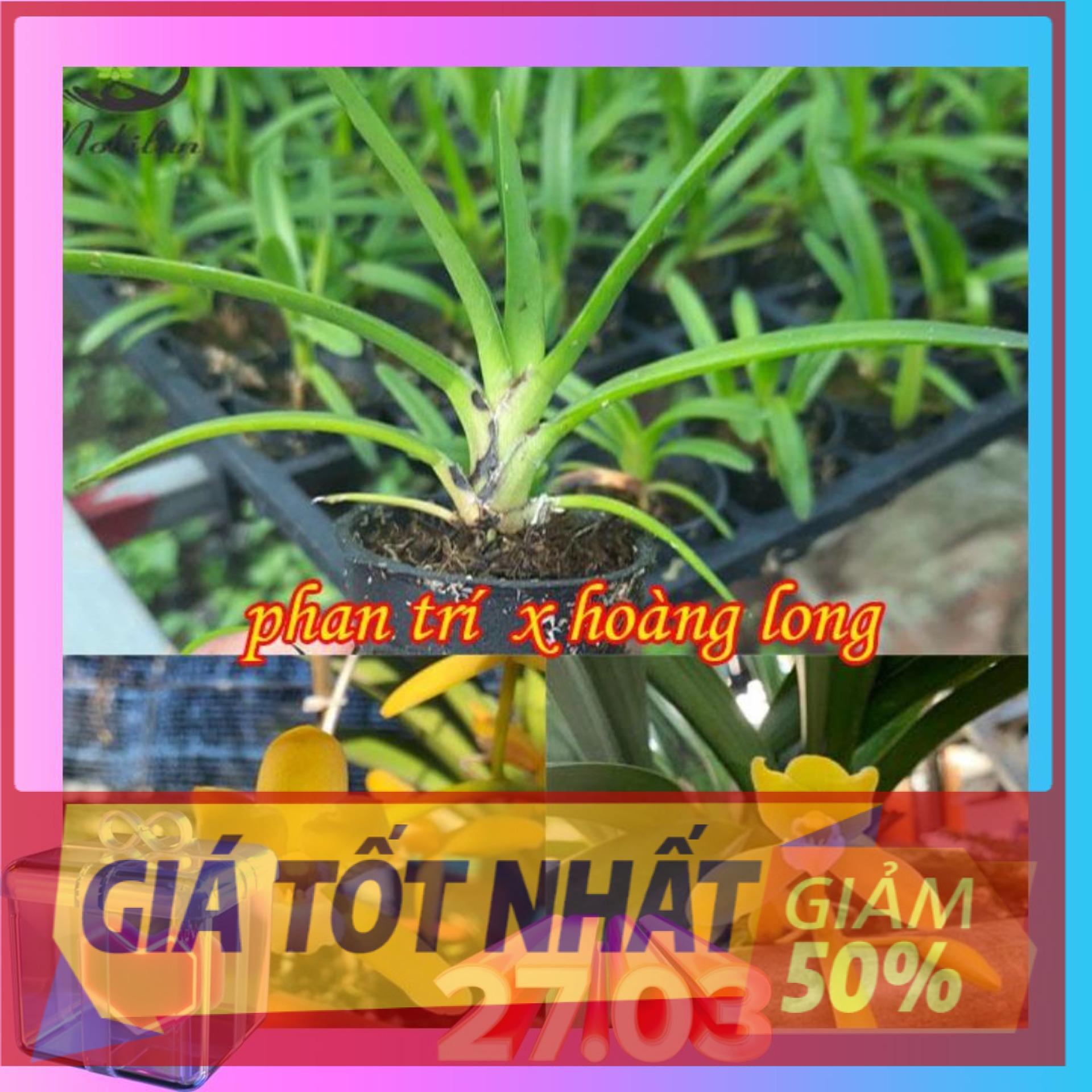 Hoa lan kiếm, Lan kiếm HOÀNG LONG X PHAN TRÍ