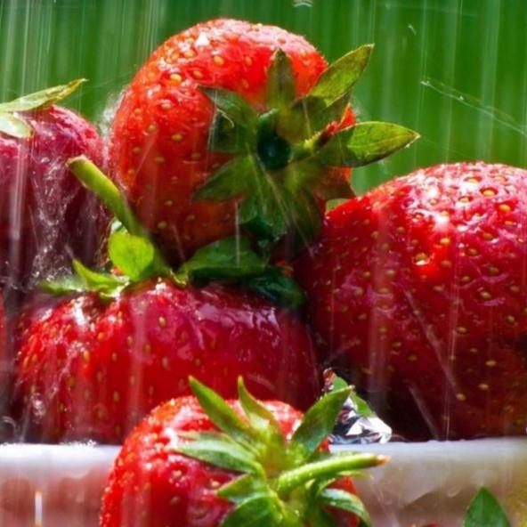 Combo 5 gói Hạt giống dâu tây đỏ khổng lồ/Gói 50 hạt-tặng kèm gói kích mầm