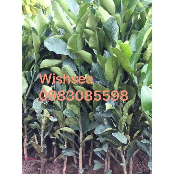 Cây bưởi đỏ luận văn