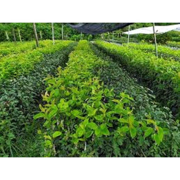 Cây giống Lê xanh VH6 - chuẩn hàng F1