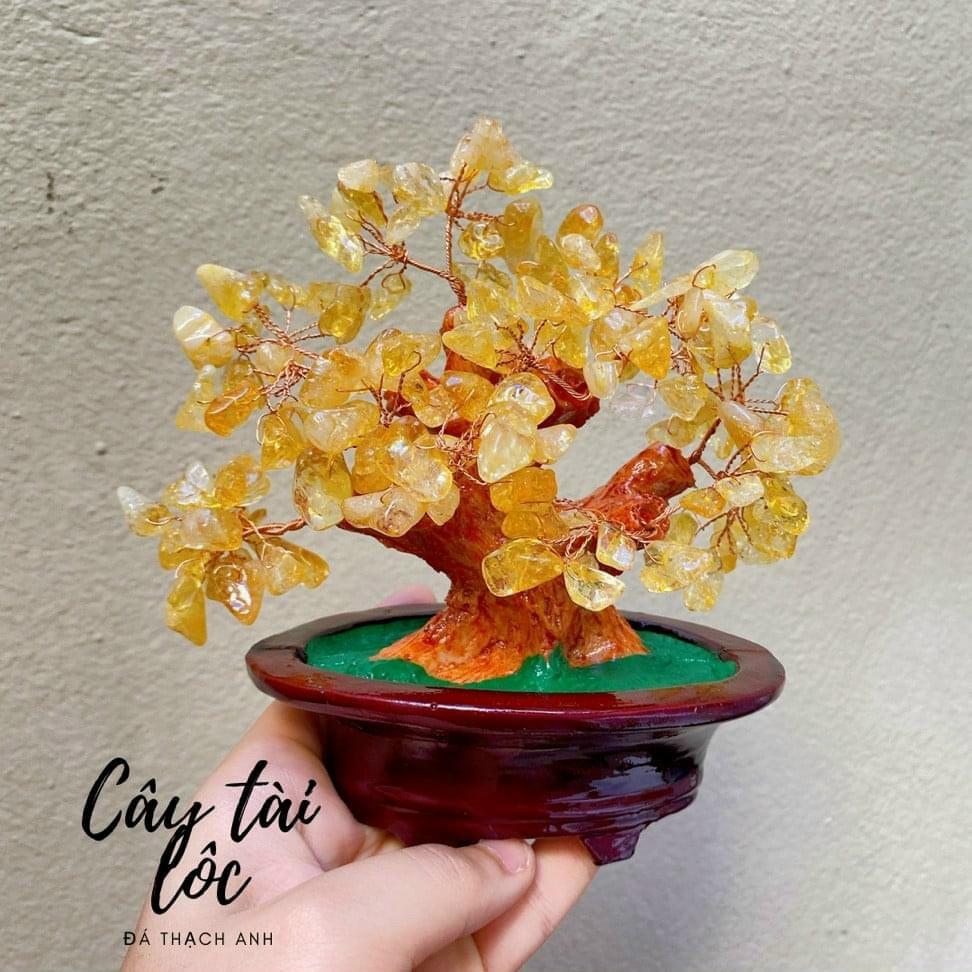 CÂY VỤN ĐÁ TÀI LỘC ĐỂ BÀN 10CM