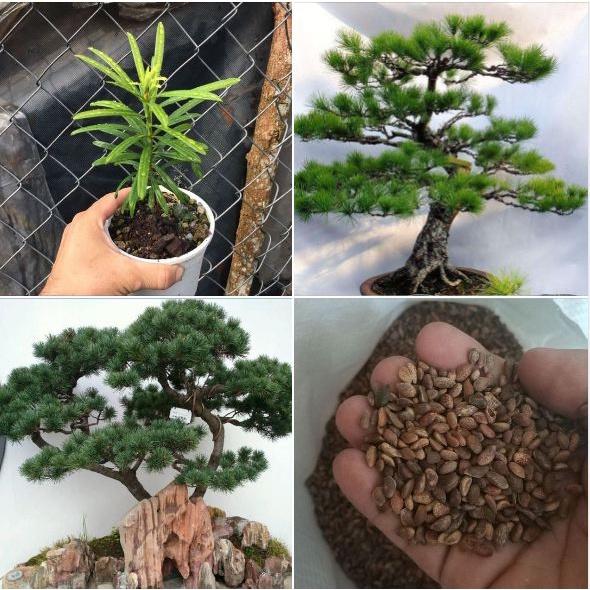 Combo 2 gói Hạt giống cây tùng la hán - Gói 10 Hạt/Tặng gói kích thích hạt nảy mầm-HGNN