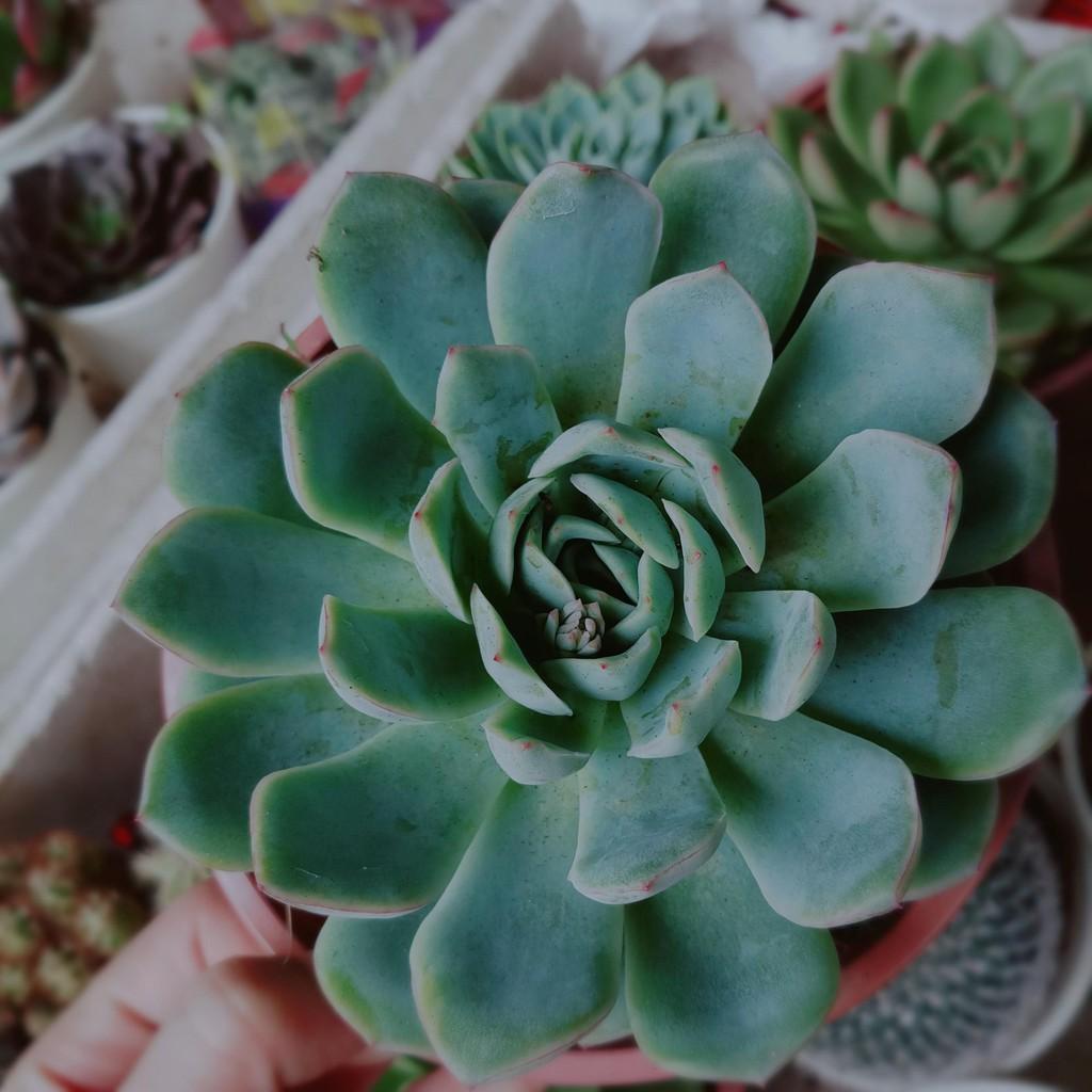 Sen đá size đại Bán Chạy