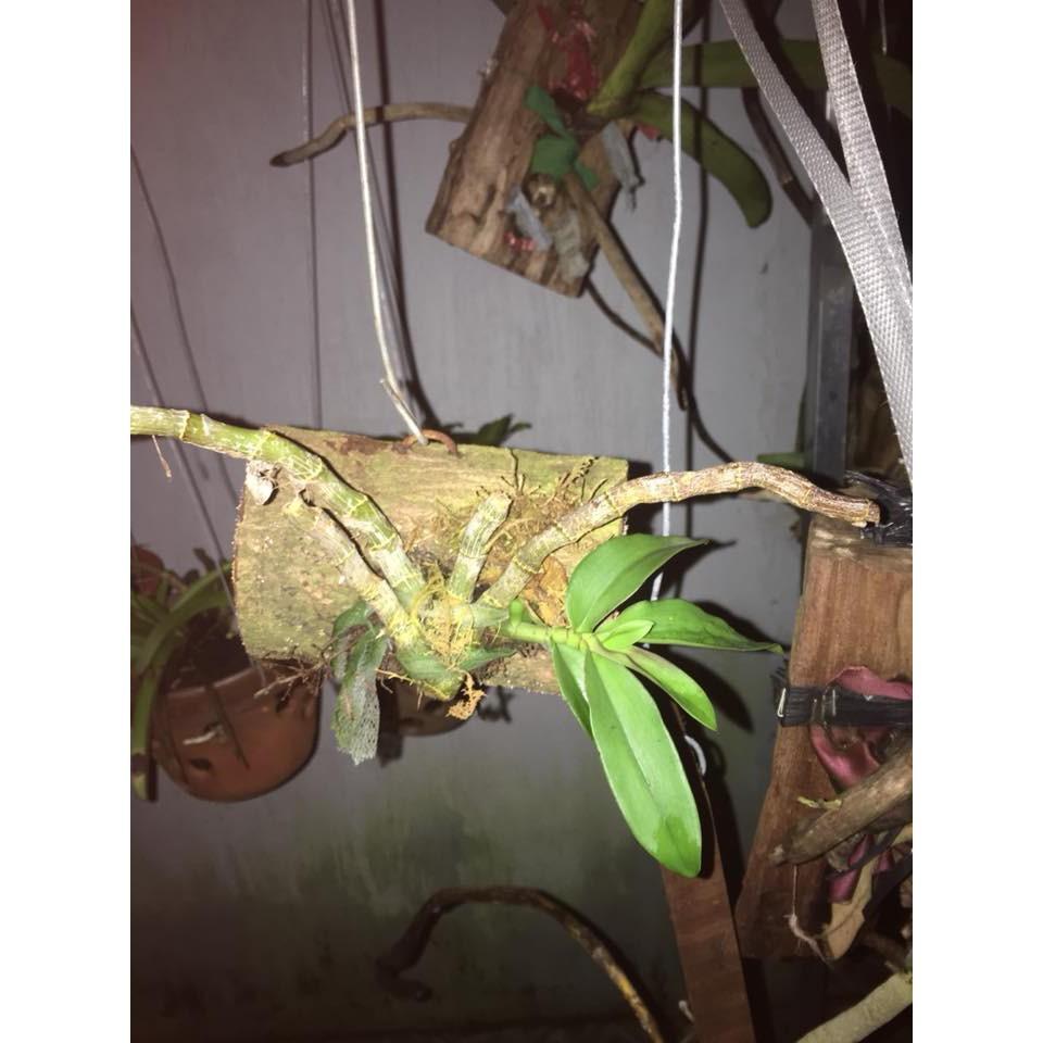 Hoa lan Hoàng Thảo Trầm 6 cánh