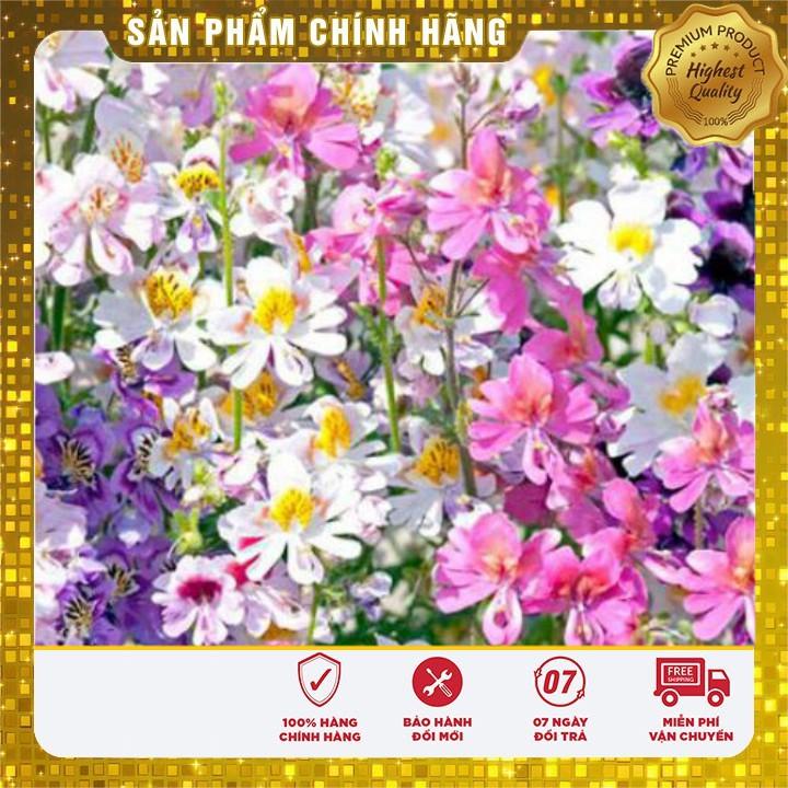 Hạt giống hoa bướm cali nhiều màu dễ trồng chậu gói 50 hạt