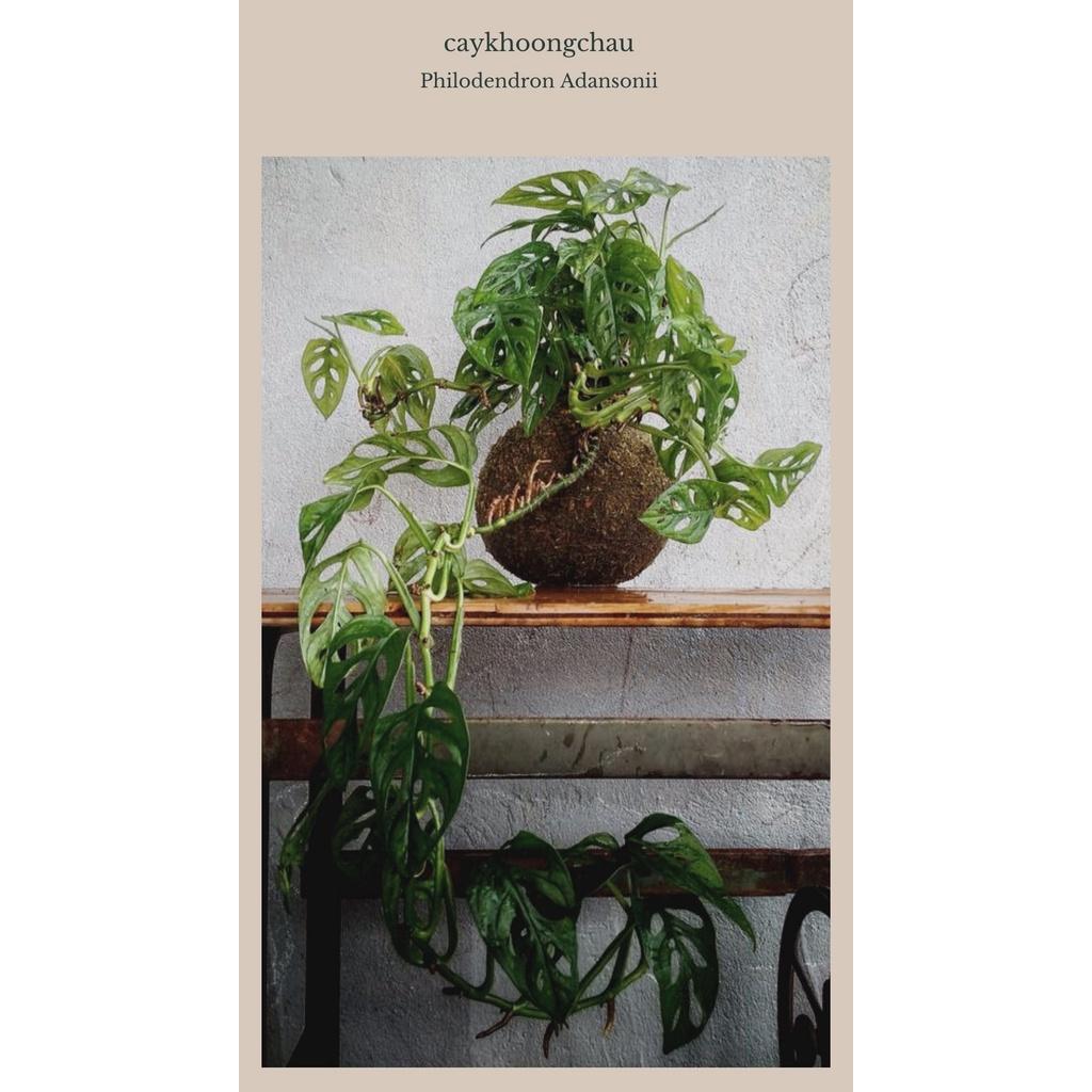 Cây Trầu Bà Lá Lỗ